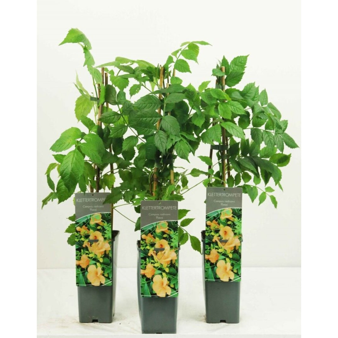 Trumpetranka – Campsis radicans 'Flava' - C2 50-60 CM 3 Stick